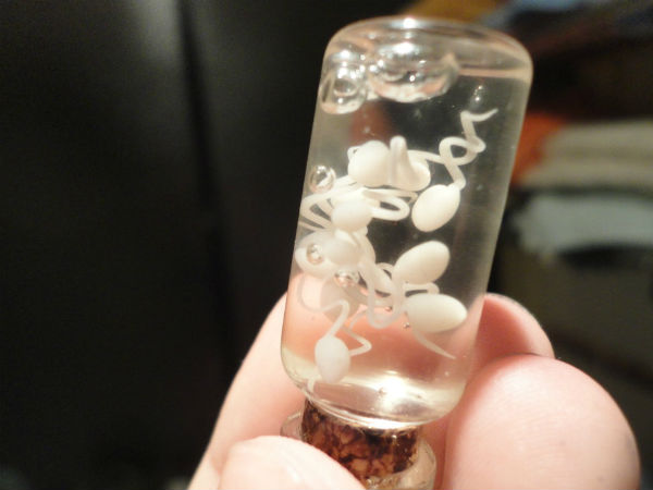 ఎద్దు వీర్యం