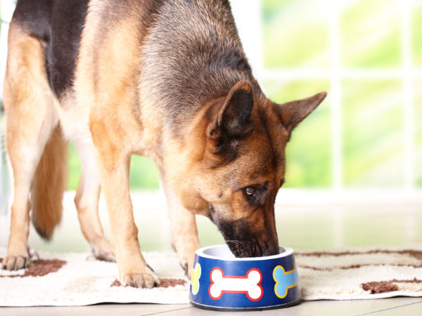 How To Keep A Dog From Smelling In Between Baths