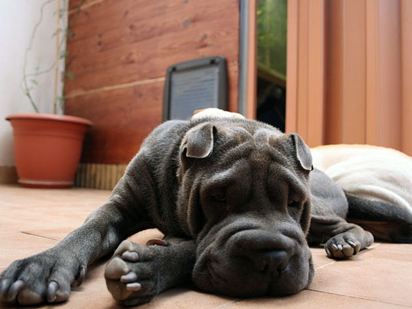 How To Keep A Dog From Smelling In Between Baths