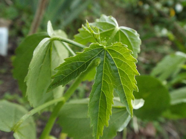 బోదకాలు సమస్య తగ్గేందుకు