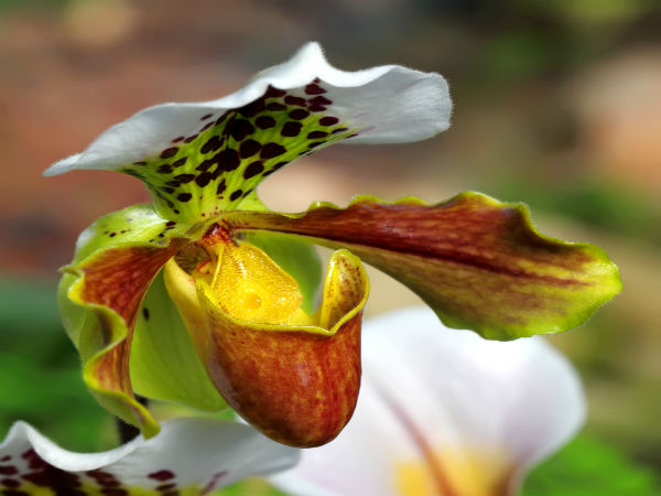 20 Home Remedies For Night Mares