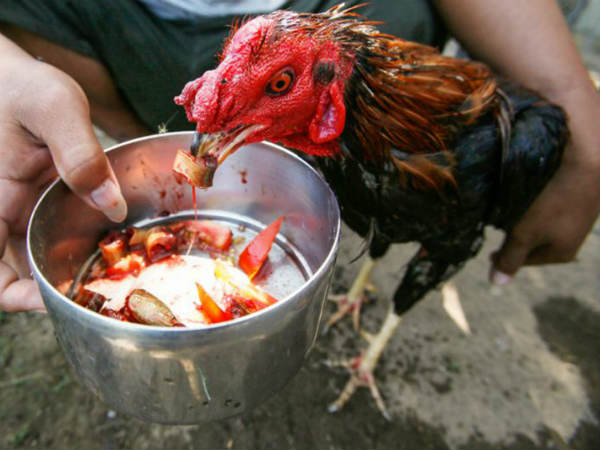 ఓడిపోయిన కోడికి కూడా