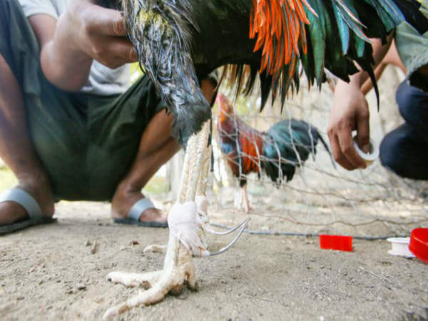 బెట్టింగ్స్