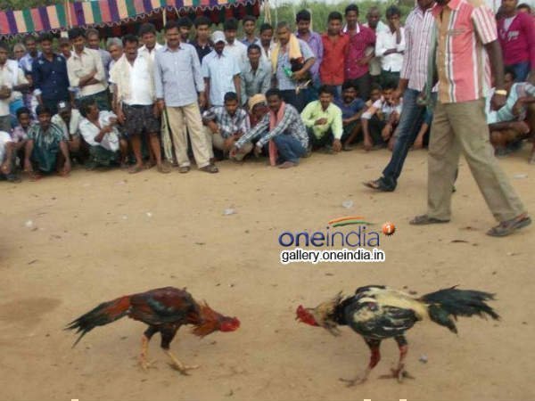 ఈ పందేల జోరే ఉంటుంది