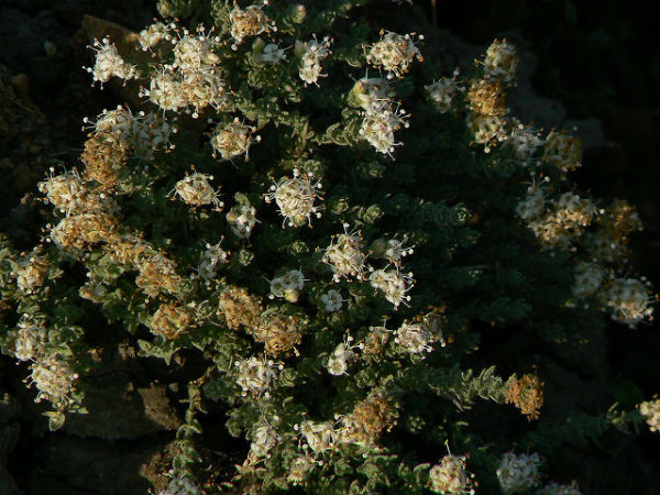 హిమాలయ పర్వతాల్లో
