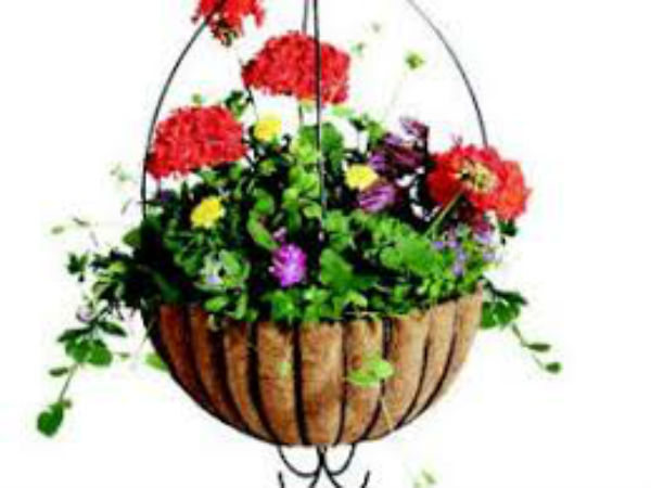 ఉత్తర దిశలో మొక్కలు