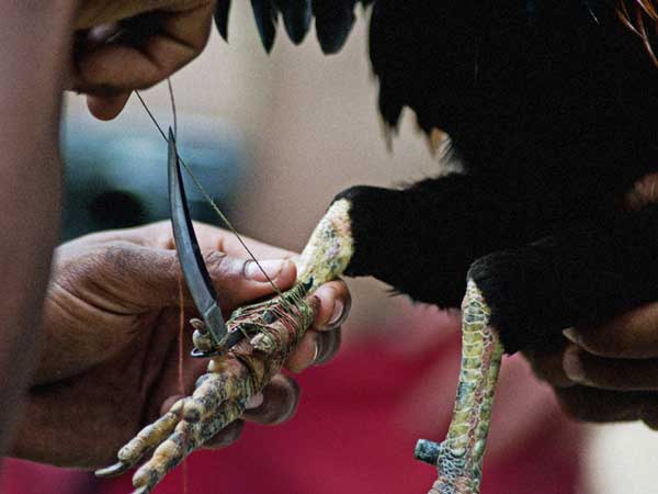 పార్టీల పేరుతో బరిలోకి