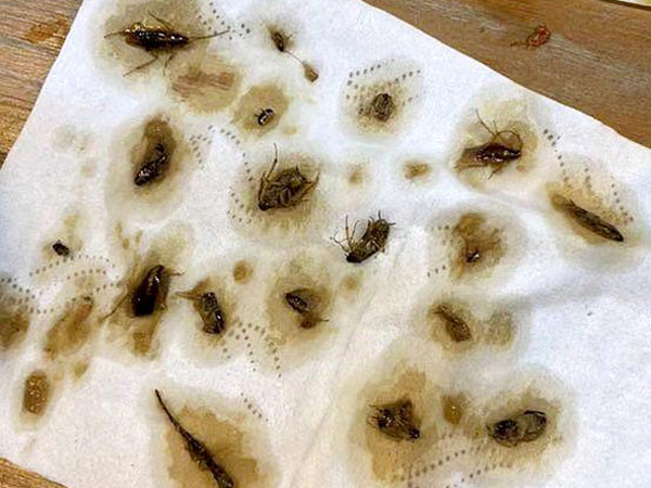 ఇంటర్నెట్లో మీల్స్ ఆర్డర్ చేసిన మహిళ .. ఇంటర్నెట్లో మీల్స్ ఆర్డర్ చేసిన మహిళ ..