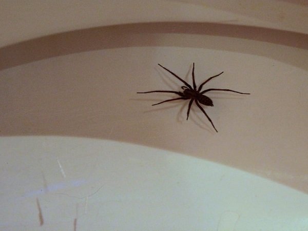 సాలె పురుగు :