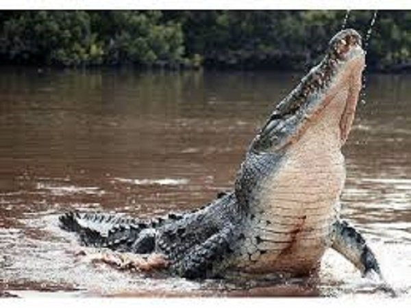 మొసళ్ళు : 