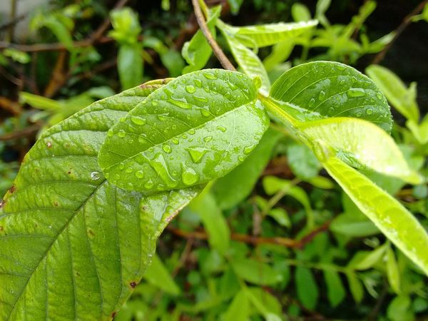 పంటి నొప్పికి గల కారణాలు, లక్షణాలు, ప్రయోజనాలు