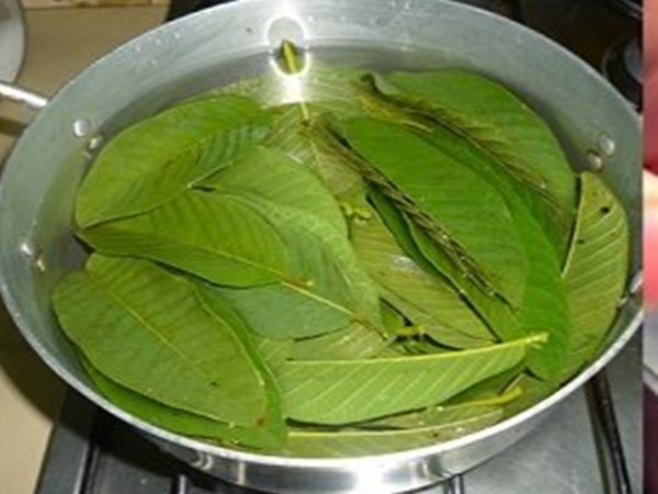 పంటి నొప్పికి జామా ఆకులు ఉపయోగించే పద్దతి: 