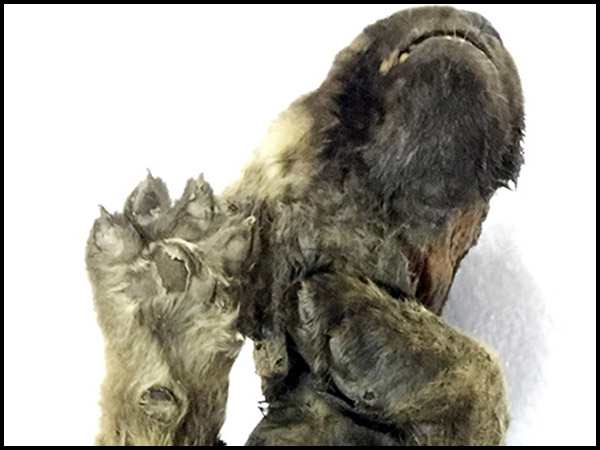 కుక్క లేదా తోడేలా?