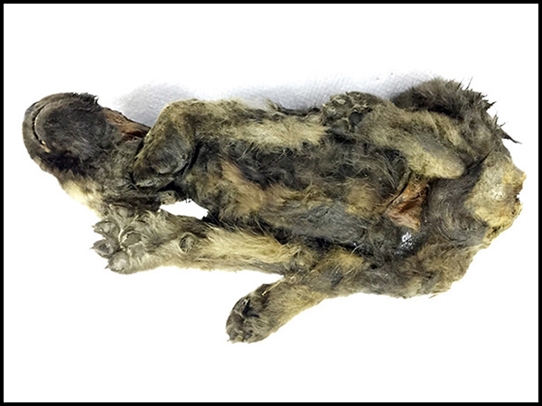 పురాతన కుక్క..