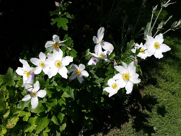 హెలెబోర్..