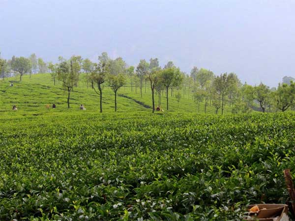 పులి కుక్కను సోషల్ మీడియాలో..