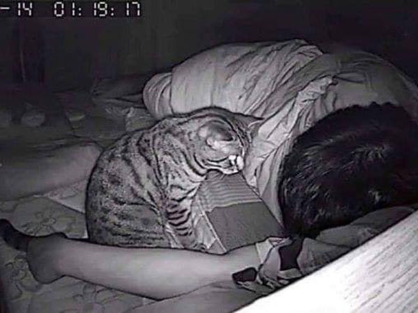 పిల్లి పంజా...