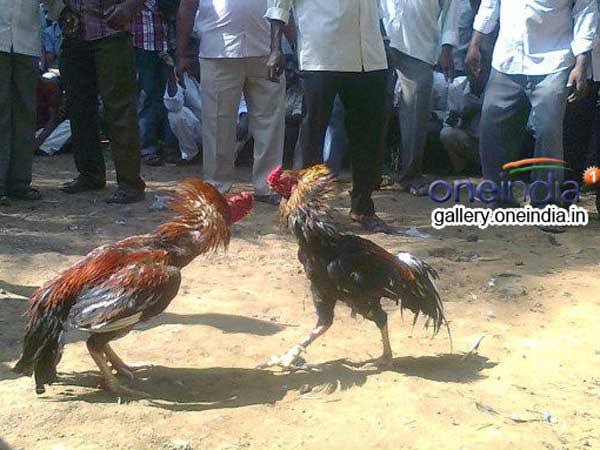 మూడు రకాల పందేలు..