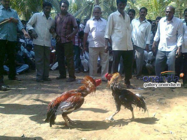 బెట్టింగులు..