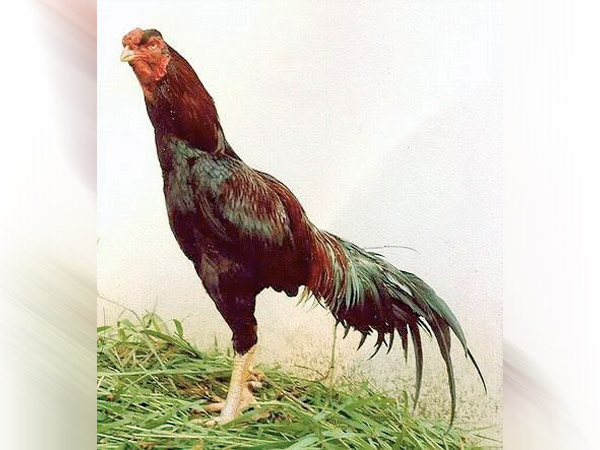 పందేనికి కొన్ని రోజుల ముందు..