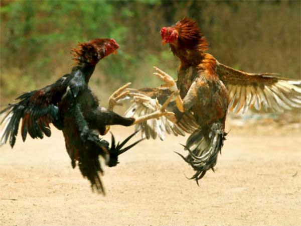 పచ్చకాకి ఫేమస్..