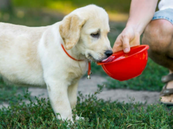 పరిశోధకుడి ప్రకారం