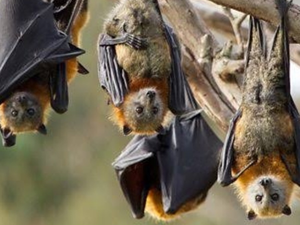 కోవిడ్ వైరస్ గబ్బిలాలలో కనిపిస్తుంది