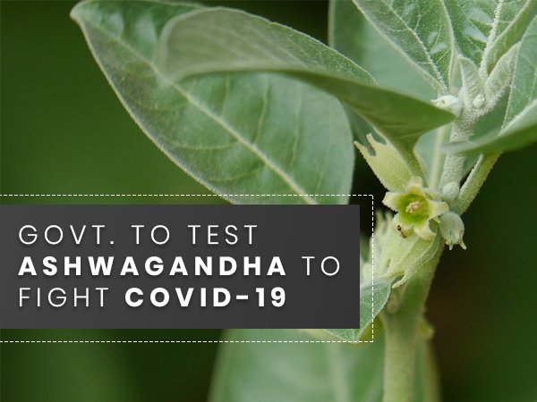  Ayurvedic Herbs Such as Ashwagandha, Giloy, Tulsi to Fight Coronavirus