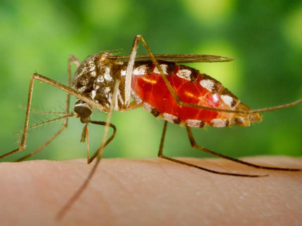 ప్రపంచ ఆరోగ్య సంస్థ ప్రకారం, 