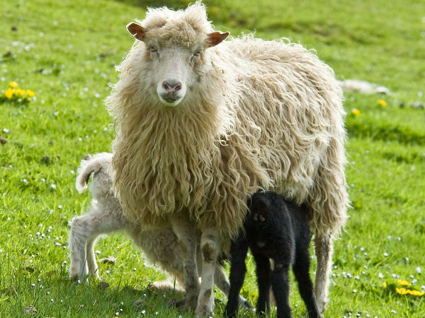 గొర్రెల కాలేయం