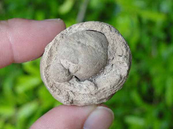 గర్భనిరోధక పరికరంగా పేడ..