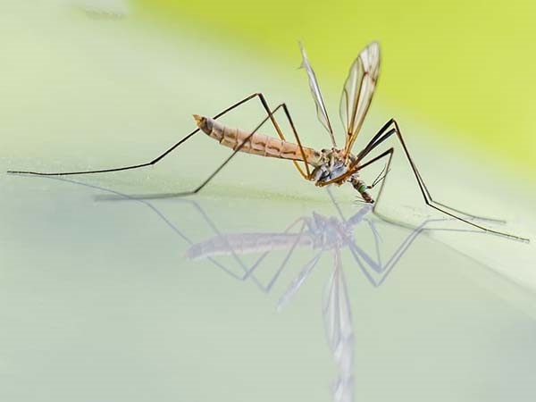 దోమకు ఓ గుడి..