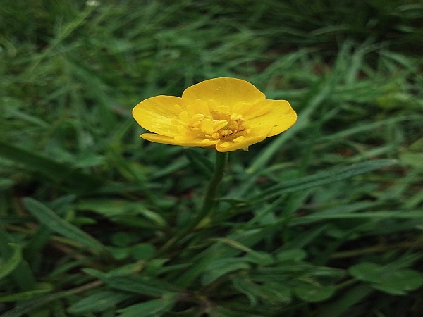 8. రానున్కులస్ బల్బోసస్