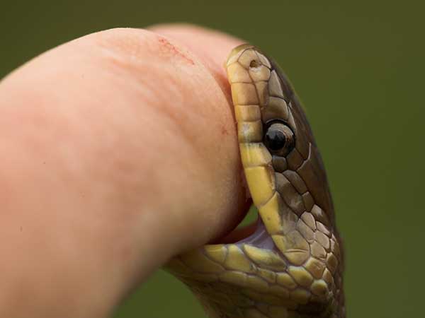 పాము నూనె