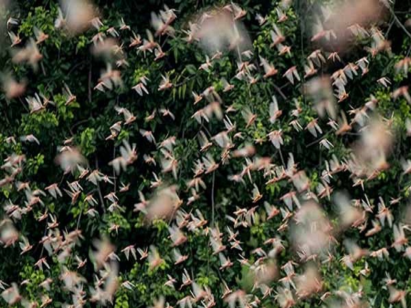 పచ్చగా కనిపిస్తే చాలు..