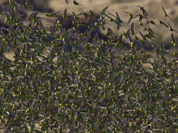 మిడతల దాడిని నివారించడానికి..