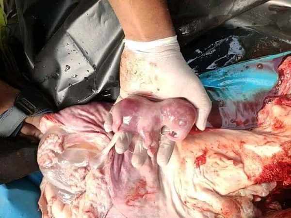 గర్భంతో ఉన్న ఏనుగు..