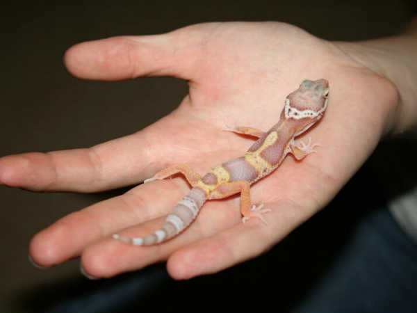 ఆడవారి చేతుల మీద.. ఆడవారి చేతుల మీద..