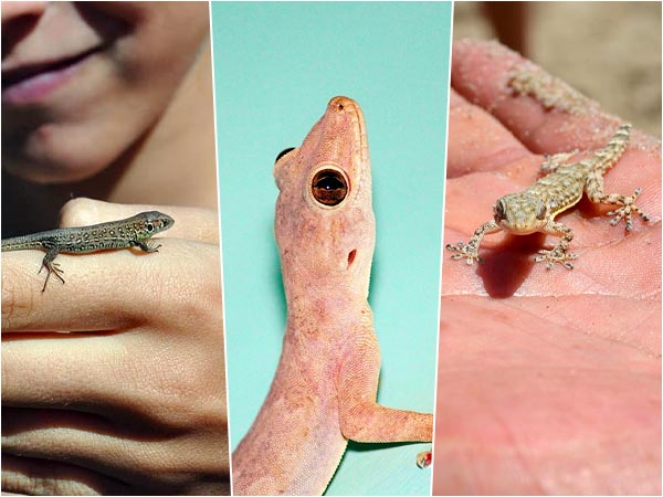 Effects of Lizard falling on body Effects of Lizard falling on body