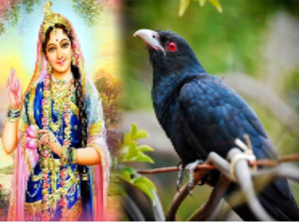 7 జూలై, మంగళవారం: కోకిలా వ్రతం