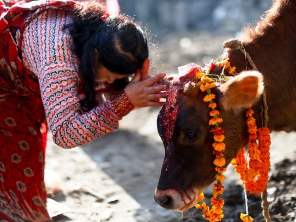 గోమాత పూజ..