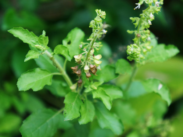  తులసి ఆకులు: