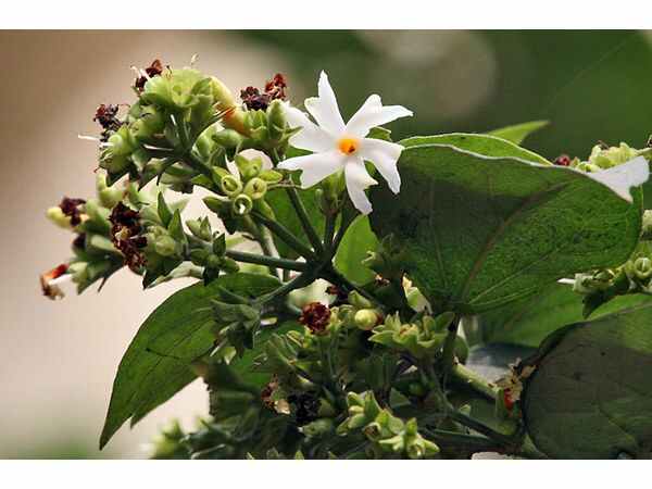 పాల సముద్రంలో కనిపించింది