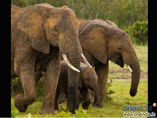 ఏనుగులను అద్దెకు..