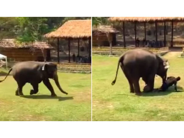 World Elephant day : interesting facts about elephants