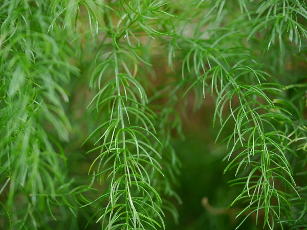 5. కాలేయం మరియు మూత్రపిండాల ఉత్తేజకాలు