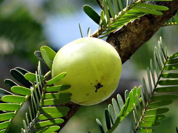 5. చర్మ సౌందర్యాన్ని పెంచుతుంది: