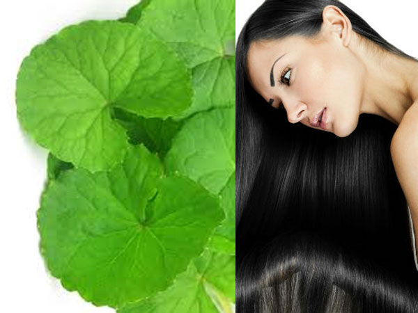 బ్రింగరాజ్ 