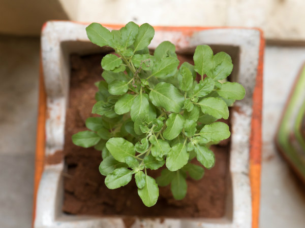 1. తులసిని పూజింపరాదు