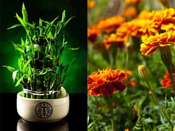 మొక్కలు పెంచుకోండి..